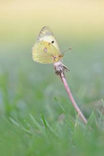 Common Clouded Yellow