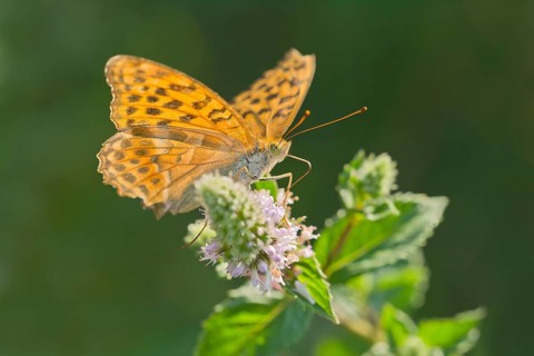 Silver-washed fritillary