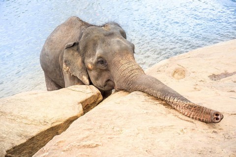 Asian elephant