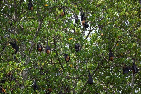 Indian flying foxes or greater Indian fruit bats