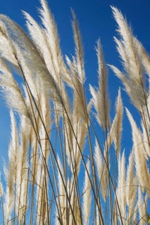 Pampas grass