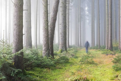 Fog in the forest