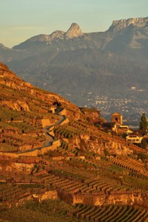 Vineyards in autumn