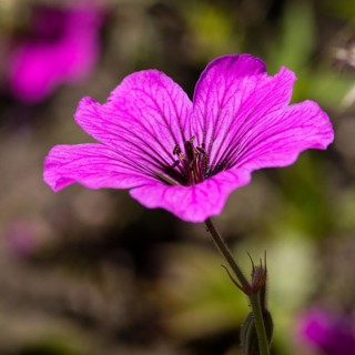 Armenian crane's-bill