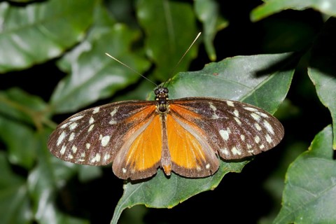 Tiger Longwing