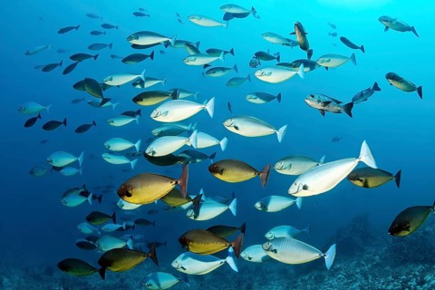 Swarm of blue-blade doctor fish