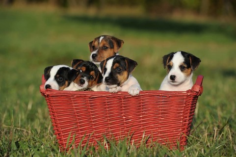 Parson Russell Terrier