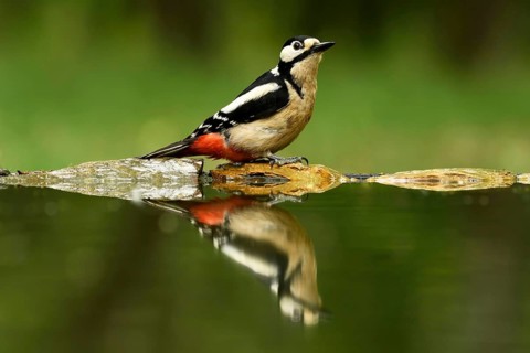 Woodpecker