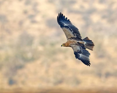 Tawny eagle