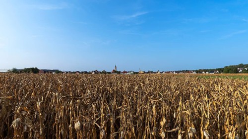 Dried Corn field