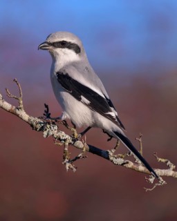 Great Grey Shrike