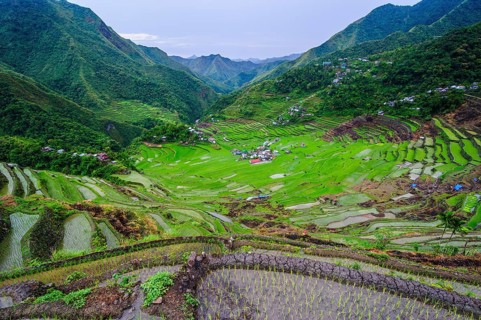 Batad rice terraces