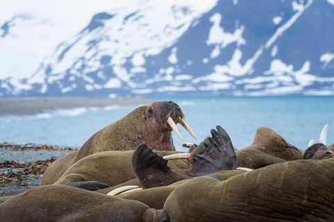 Walrus