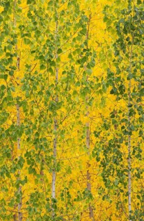 Yellow aspens