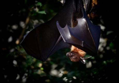 Fruit bat or flying fox
