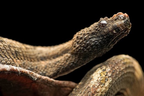 Northern eyelash boa