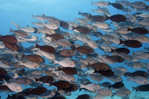 School of fish Yellowfin Surgeonfish