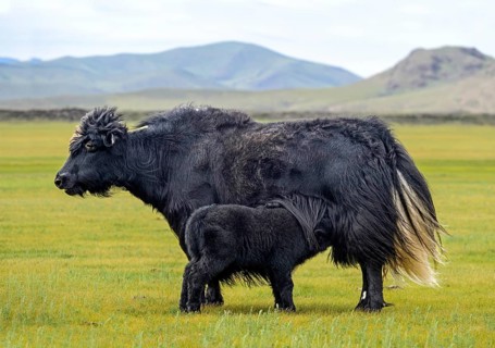 Black Yak Cow