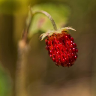 Woodland strawberry