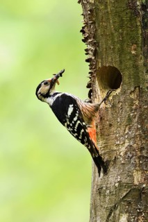 White-backed woodpecker