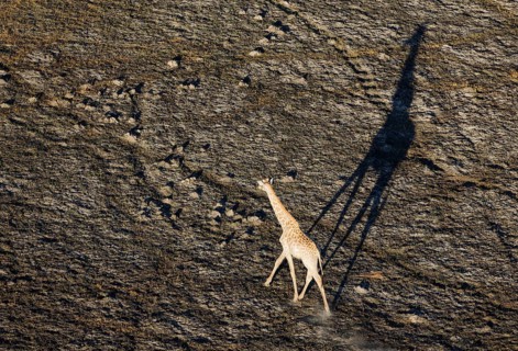 Southern Giraffe