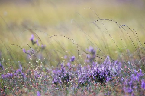 Blooming Heathers
