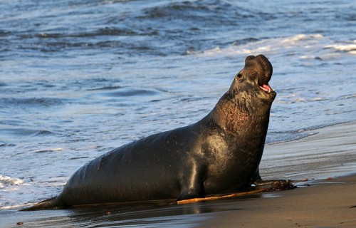 Northern Elephant Sealenbulle