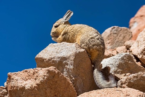 Southern Viscacha