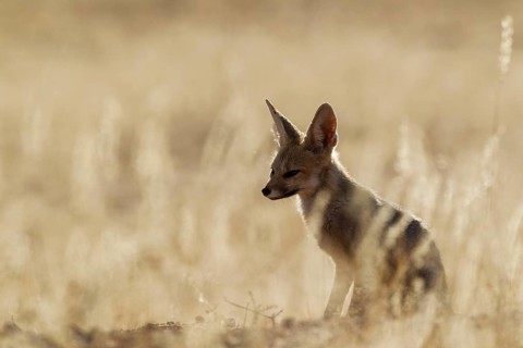 Cape Fox