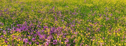 Sea of blossoms