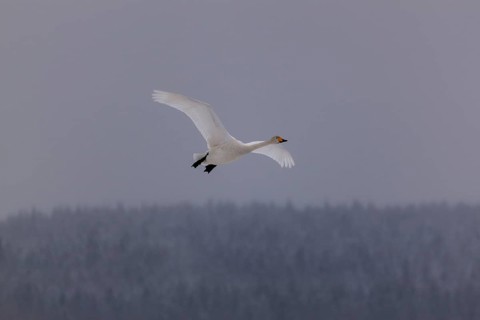 Whooper swan