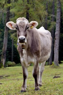Tyrolean Grey