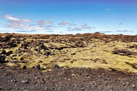 Iceland moss
