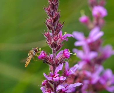 Marmalade hoverfly