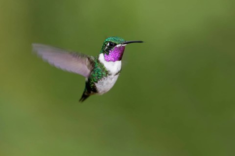 White-bellied woodstar