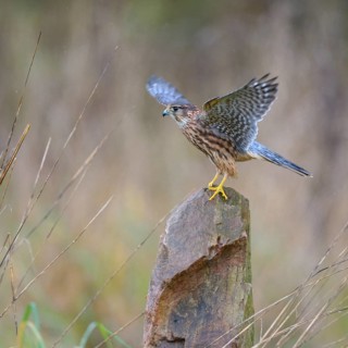 Merlin
