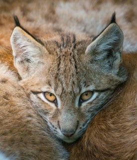 Lynx