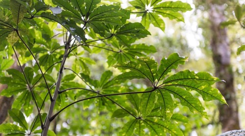 Leaves of Aralia