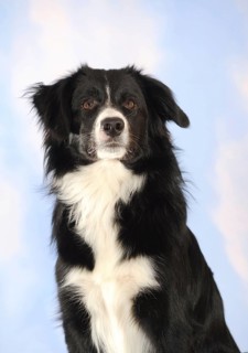 Border Collie mixed breed