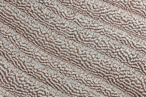 Photomicrograph