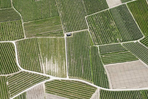 Wine cultivation