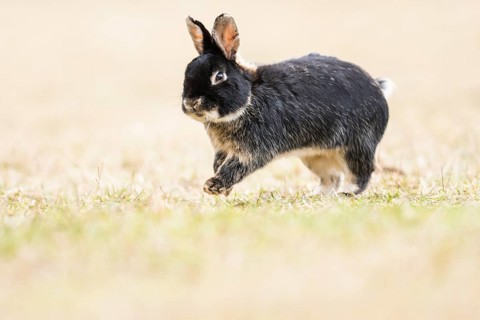 Wild rabbits