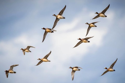 Swarm Wigeons