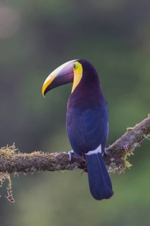 Yellow-throated toucan