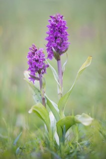 Western Marsh Orchid