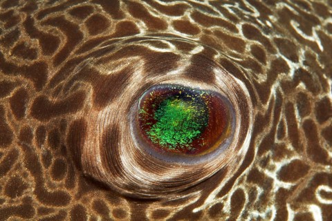 Star puffer