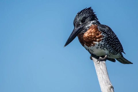 Giant kingfisher