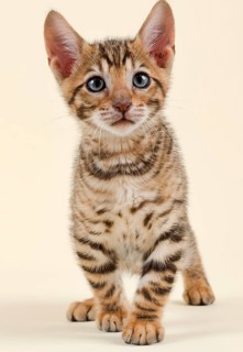 Pedigree cat Toyger