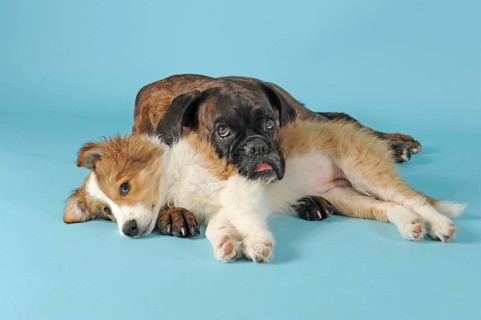Boxer