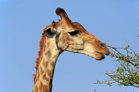 Cape Giraffe